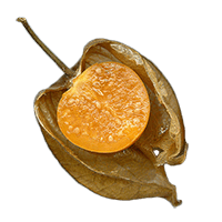 Tiebreaker - Physalis